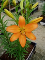 [1702 Eremo VH No01.JPG]